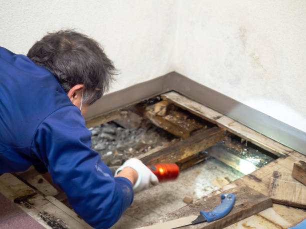 Dorneyville, PA Mold Removal Company