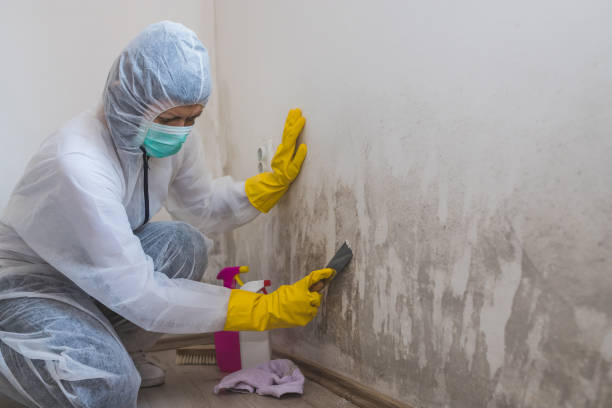 Best Black Mold Removal  in Dorneyville, PA