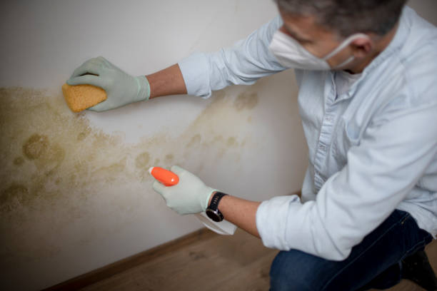 Best Mold Removal Company Near Me  in Dorneyville, PA