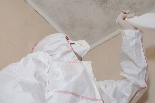 Mold Testing and Removal in Dorneyville, PA