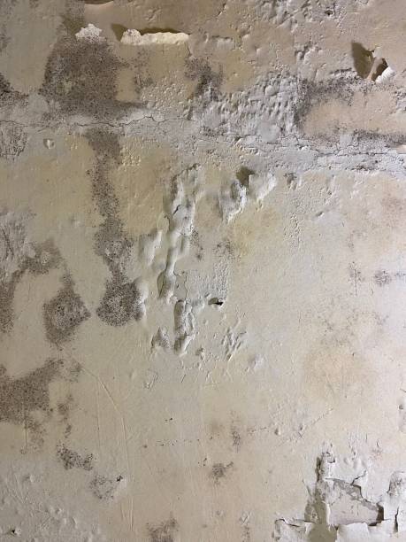 Best Affordable Mold Removal  in Dorneyville, PA