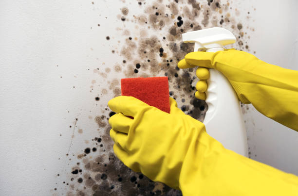 Best Emergency Mold Removal  in Dorneyville, PA