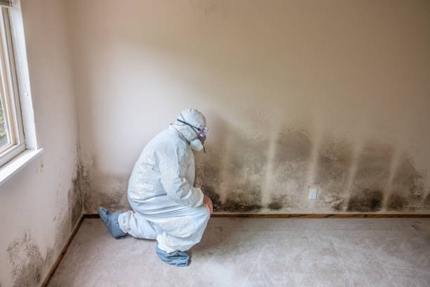 Best Fast Mold Removal  in Dorneyville, PA