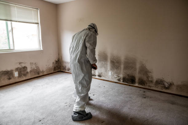 Home Mold Removal in Dorneyville, PA