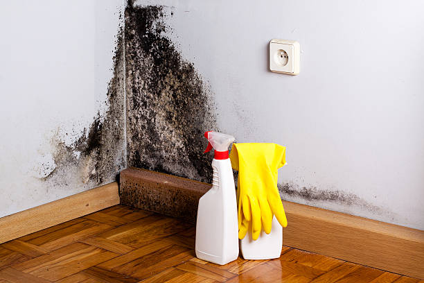 Best Best Mold Removal Companies  in Dorneyville, PA