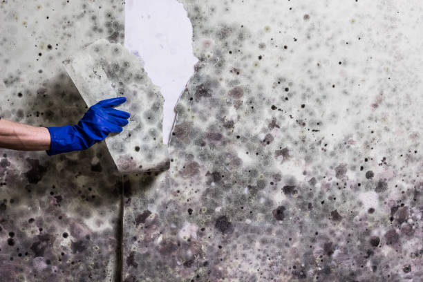 Best Local Mold Removal Service  in Dorneyville, PA