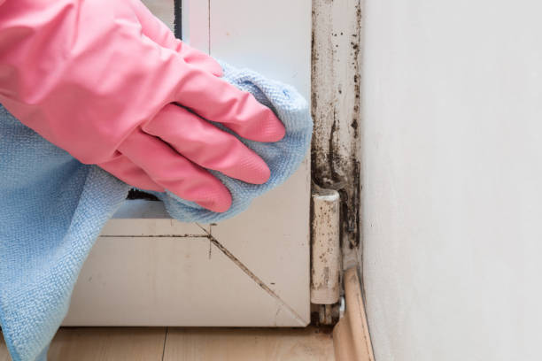 Best Home Mold Removal  in Dorneyville, PA