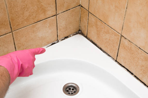 Best Mold Removal and Inspection  in Dorneyville, PA